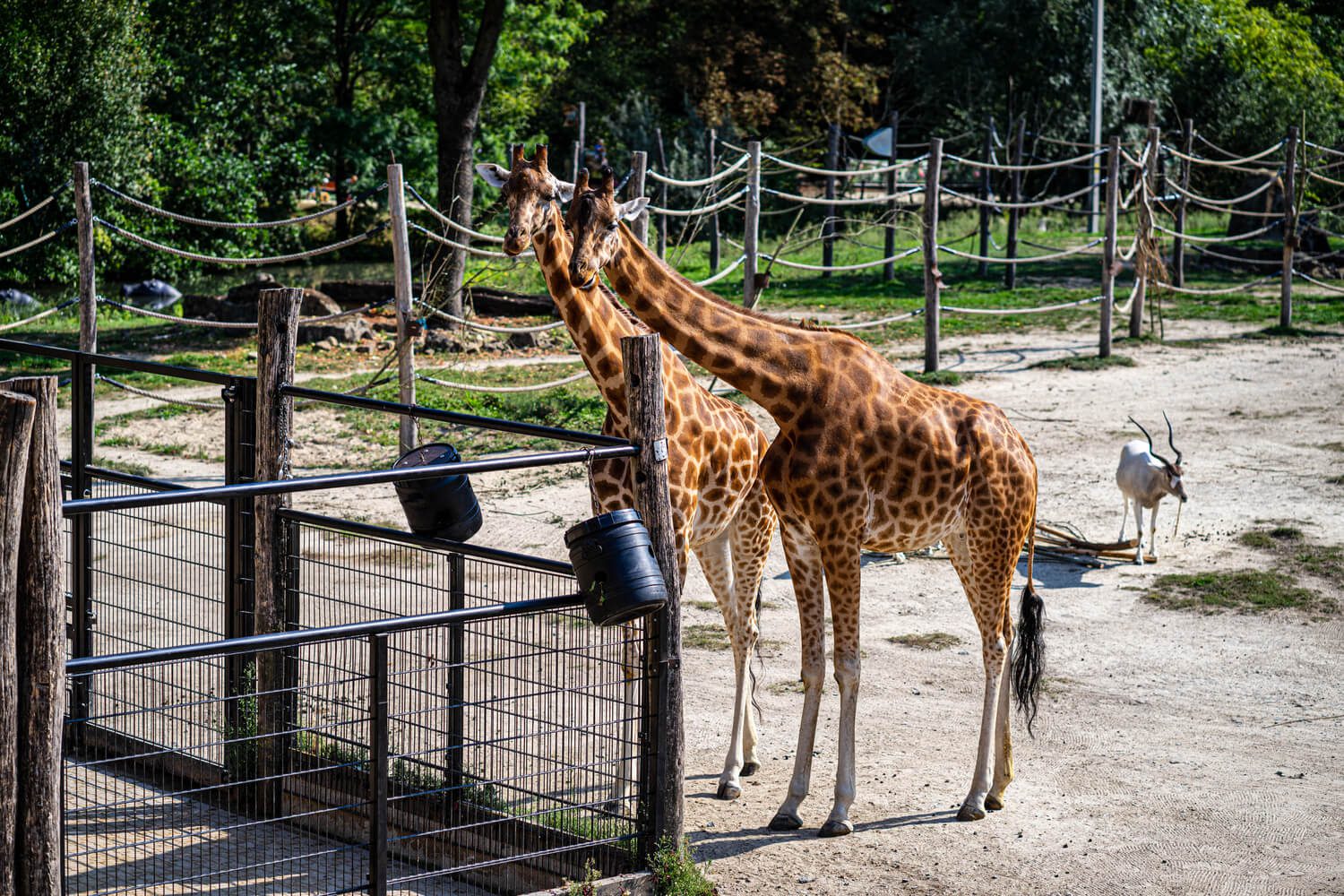 shutterstock_1822442900 (1) pairi daiza