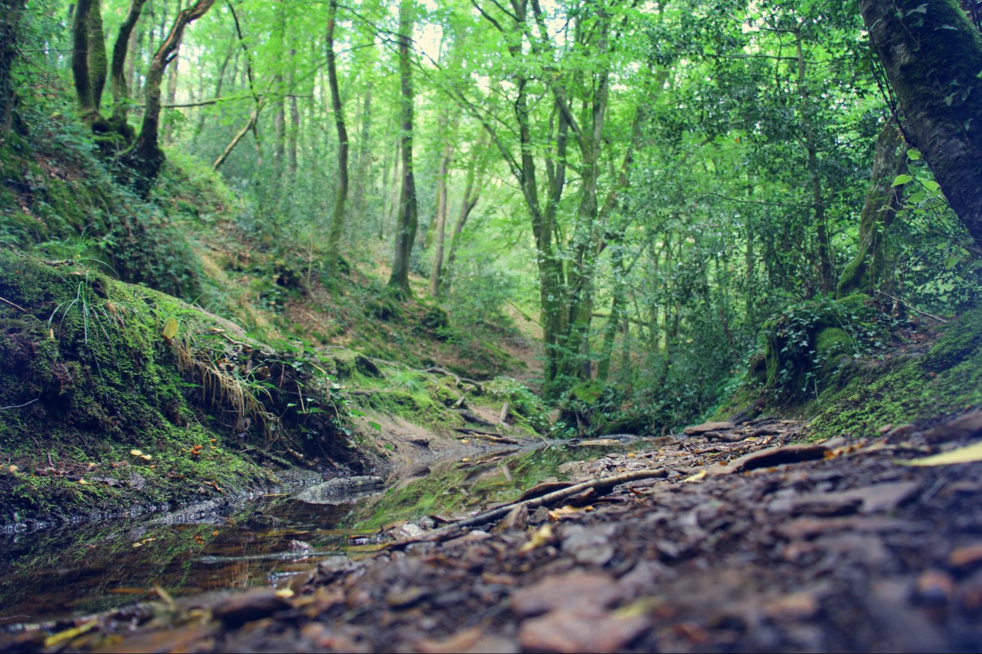 Het bos Forêt de Brocéliande Het bos Forêt de Brocéliande